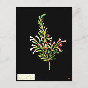 Postcard-Botanical Art-Mary Delany 20 Postcard