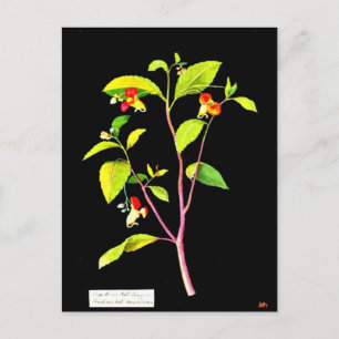 Postcard-Botanical Art-Mary Delany 7 Postcard
