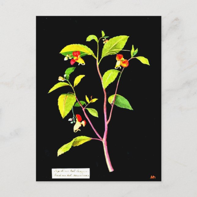 Postcard-Botanical Art-Mary Delany 7 Postcard (Front)