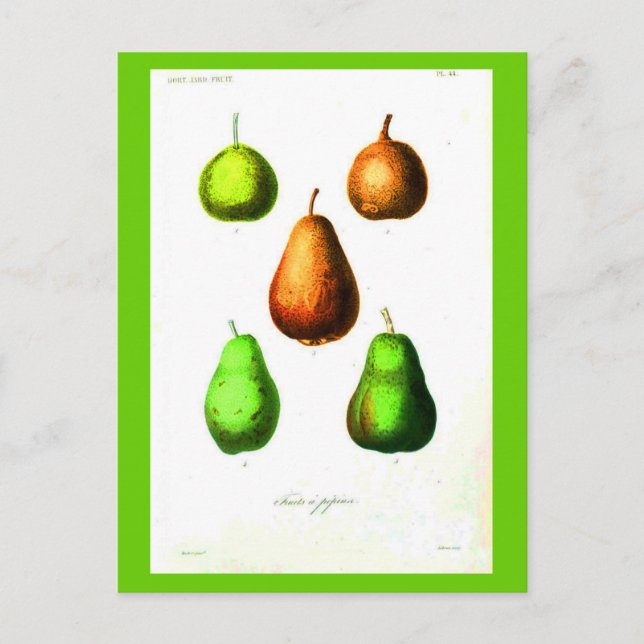 Postcard-Botanicals-Pears 2 Postcard (Front)