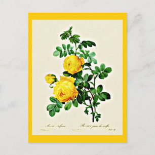 Postcard-Botanicals-Pierre Joseph Redoute 13 Postcard