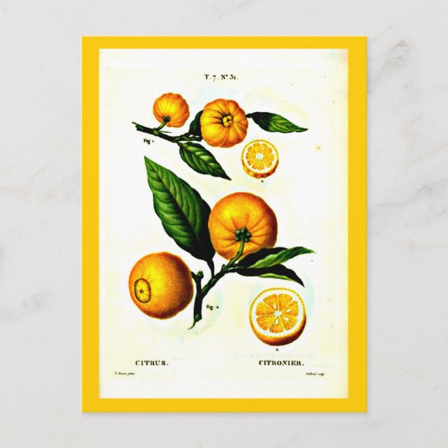 Postcard-Botanicals-Pierre Joseph Redoute 23 Postcard (Front)