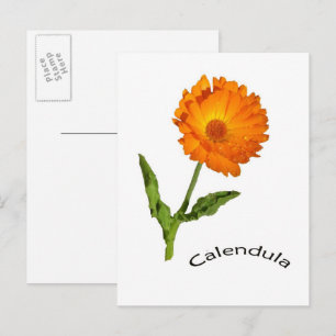 Postcard - Calendula