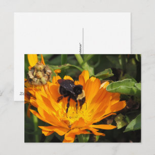 Postcard - Calendula and Bee