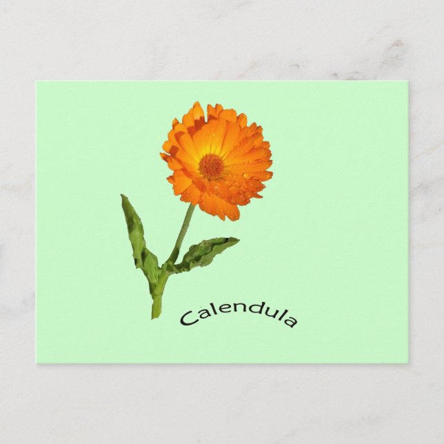 Postcard - Calendula with Label (Front)