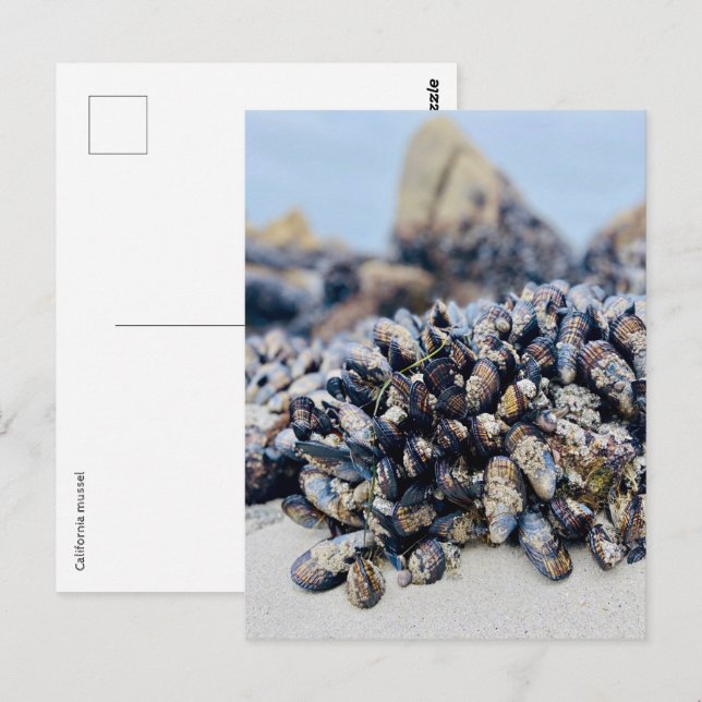 Postcard - California Mussel (Front/Back)