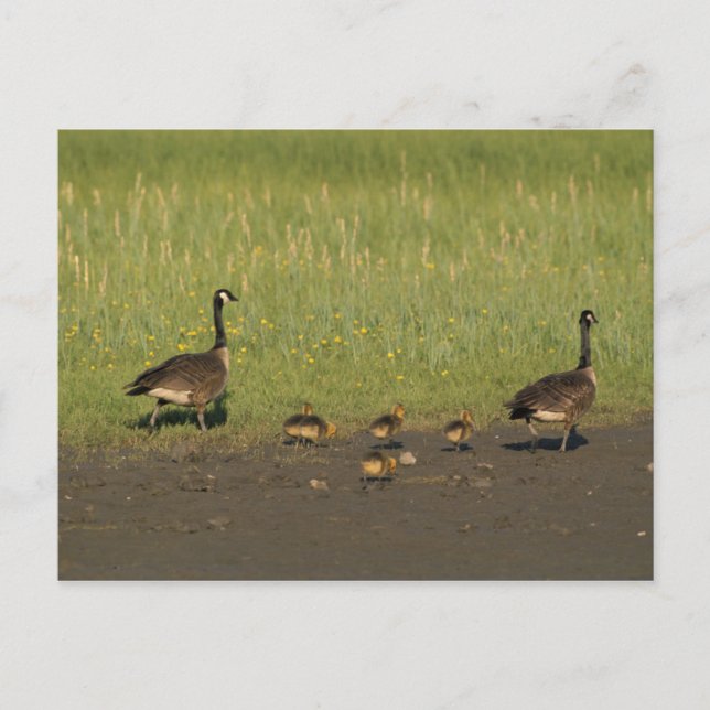 Postcard / Canada Goose Family (Front)