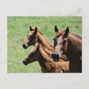 Postcard - Chestnut Mare & Foals