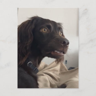 Postcard Confused Dog Meme