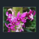 Postcard - Cooktown Orchid<br><div class="desc">Postcard</div>