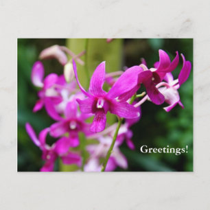 Postcard - Cooktown Orchid