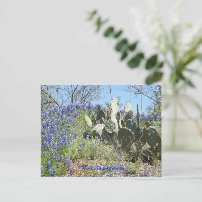 Postcard Country Texas Bluebonnets and Cactus (Standing Front)