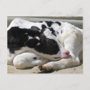 Postcard, Cow, Calf Photography Postcard