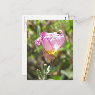 Postcard - Cucumber Beetle