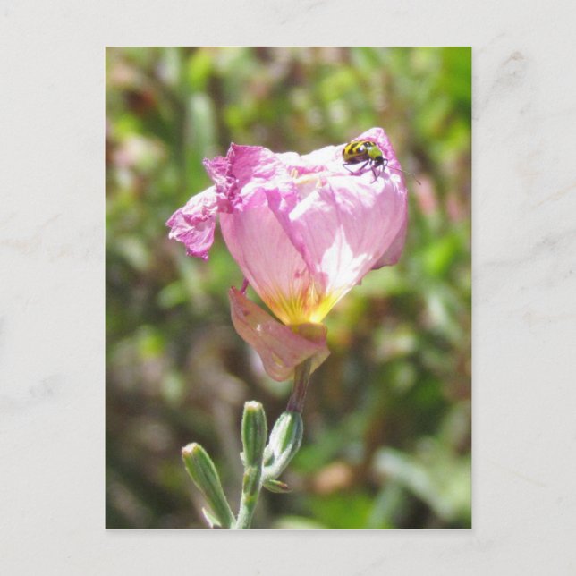 Postcard - Cucumber Beetle (Front)