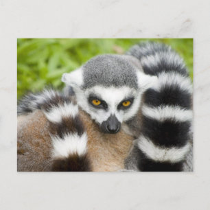 Postcard - Cute Lemur Stripey Tail