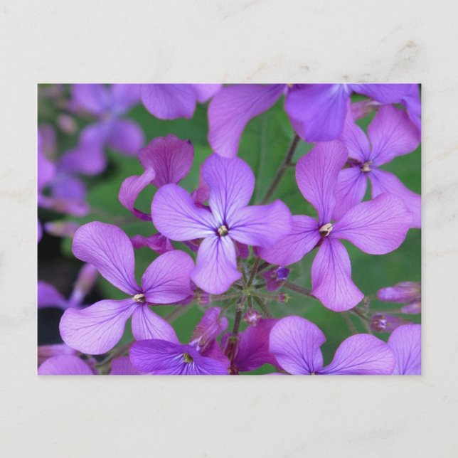 Postcard: Dames Rocket (Hesperis matronalis) Postcard (Front)