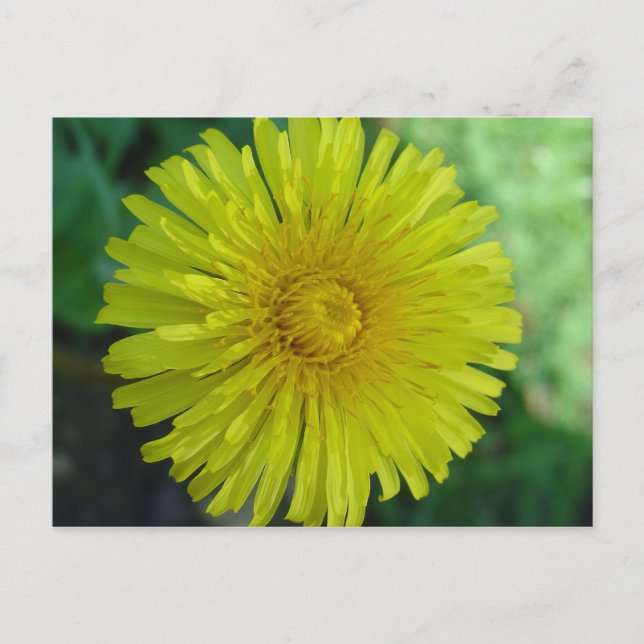 Postcard - Dandelion (Front)