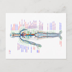 Postcard Diagram Human Circulatory System Arteries