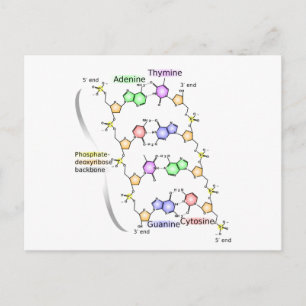 Postcard Diagram of the Chemical structure of DNA