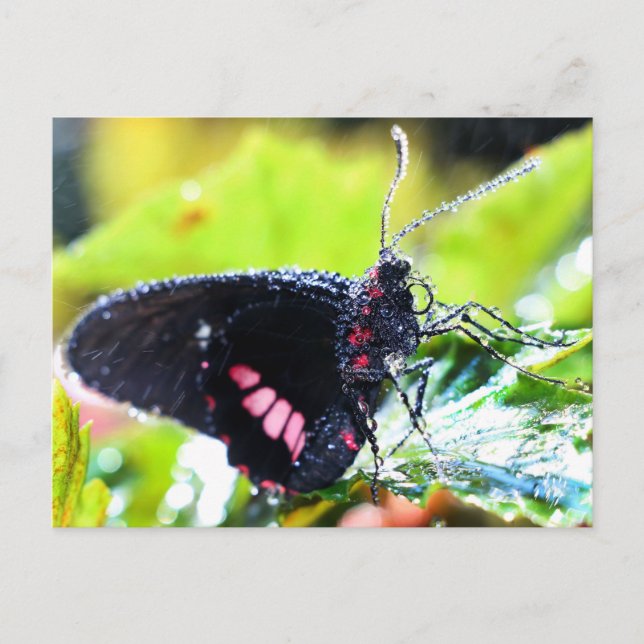 Postcard/Doris Longwing Butterfly Postcard (Front)