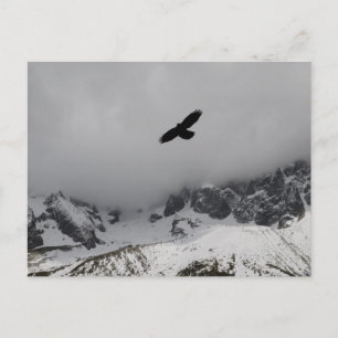 Postcard Eagle Snowy Mountains