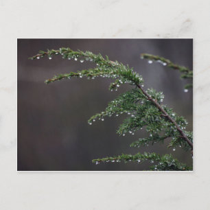 Postcard, Evergreen In The Rain Postcard