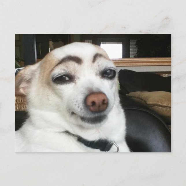 Postcard Eyebrow Dog Meme (Front)