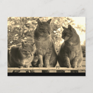 Postcard: Farm Cats Postcard
