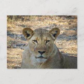 Postcard - Female African Lion in Zambia