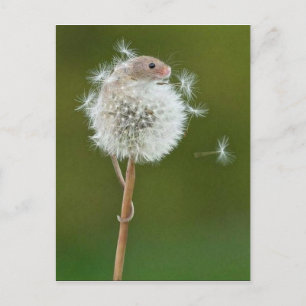 Postcard - Field Mouse & Dandelion