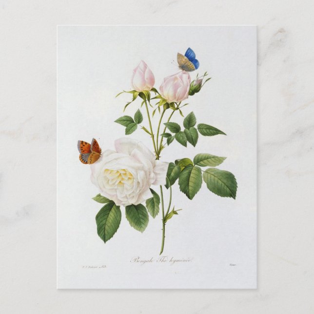 Postcard Flowers 18 (Front)