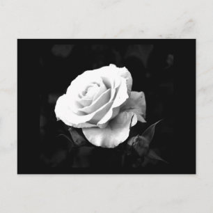 Postcard-Flowers-41 Postcard