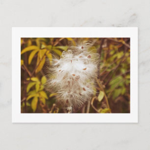 postcard, "FLUFFY WHITE MILKWEED" Postcard