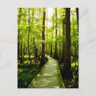 Postcard - Forest Path