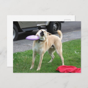Postcard Frisbee Dog Meme