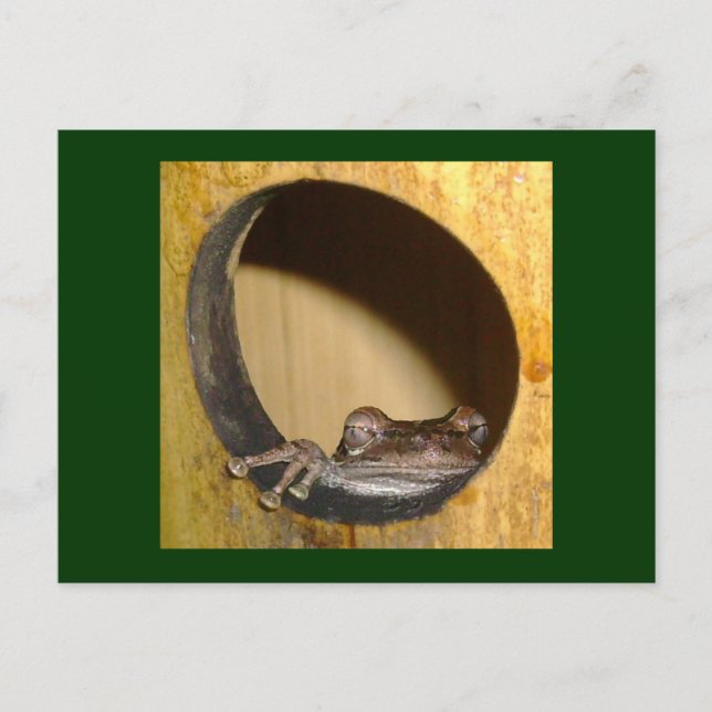 Postcard, Frog House Postcard (Front)