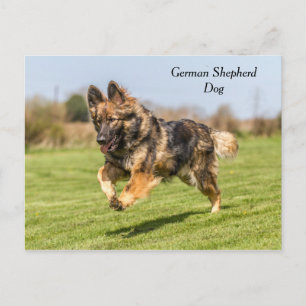 Postcard German Shepherd Dog Alsatian