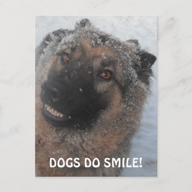 Postcard German Shepherd In The Snow Smiling (Front)