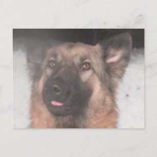 Postcard German Shepherd Sticking Tongue Out