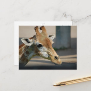 postcard _ giraffe