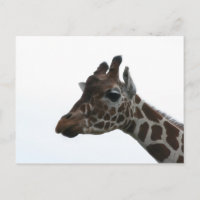 Postcard: Giraffe