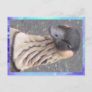 Postcard - Goose