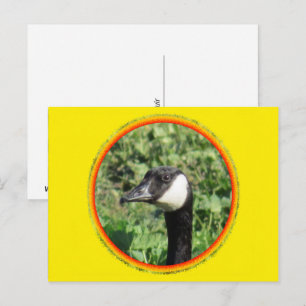 Postcard - Goose Portrait