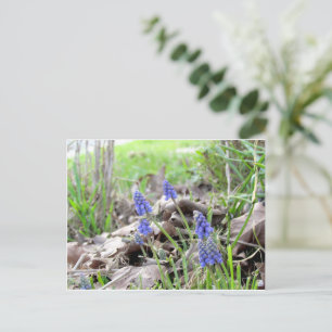Postcard - Grape Hyacinth
