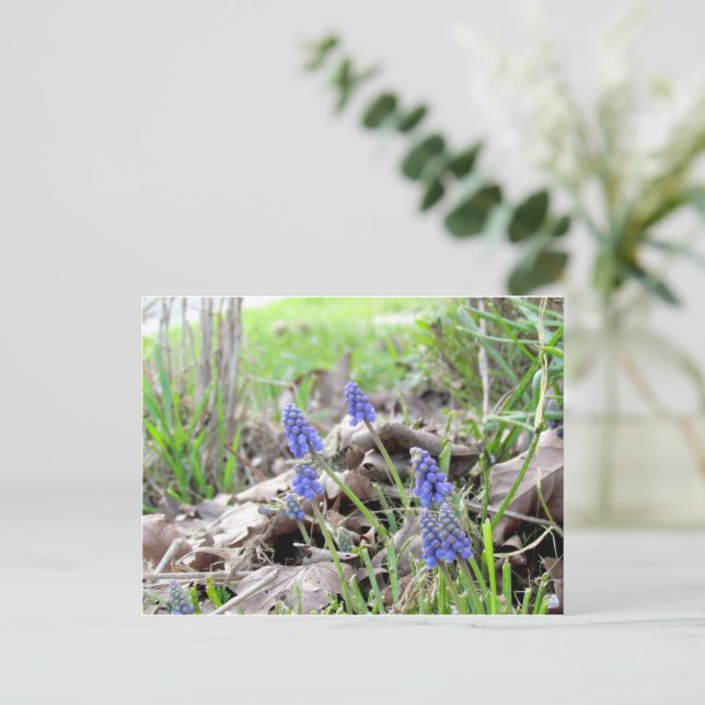 Postcard - Grape Hyacinth (Standing Front)