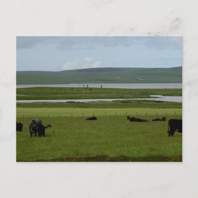 Postcard Grazing Orkney (Front)