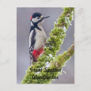 Postcard Great Spotted Woodpecker mossy branch