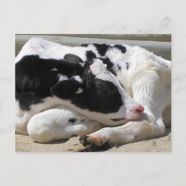 Postcard, Heifer, Baby Cow Photography Postcard (Front)