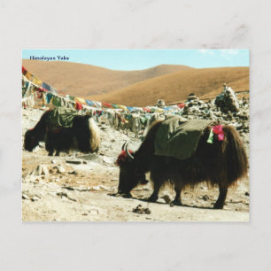 Postcard Himalayan Yaks